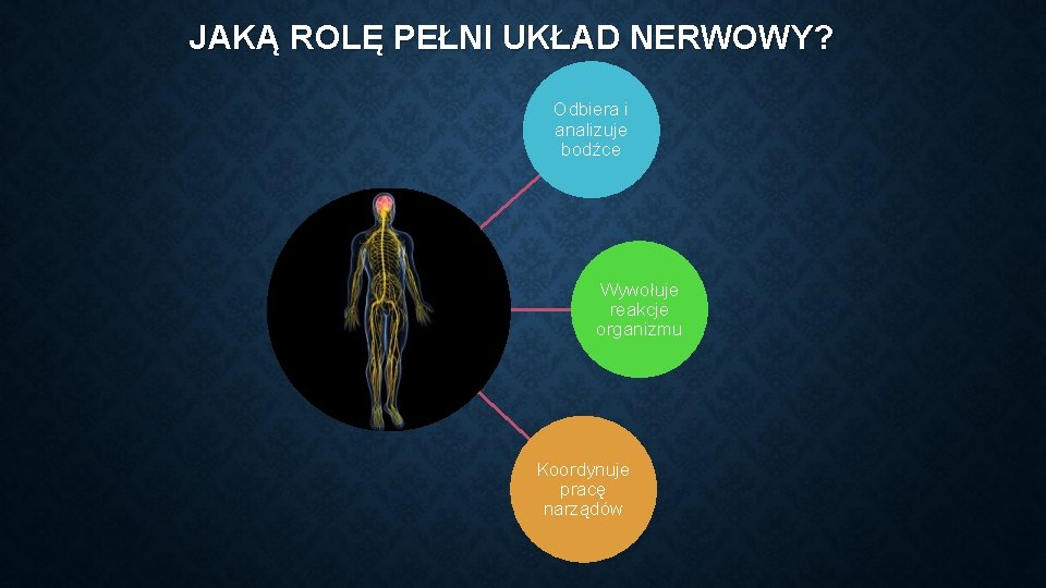 JAKĄ ROLĘ PEŁNI UKŁAD NERWOWY? Odbiera i analizuje bodźce Wywołuje reakcje organizmu Koordynuje pracę