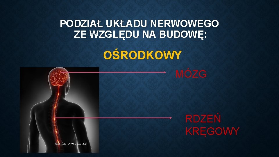 PODZIAŁ UKŁADU NERWOWEGO ZE WZGLĘDU NA BUDOWĘ: OŚRODKOWY MÓZG RDZEŃ KRĘGOWY https: //zdrowie. gazeta.