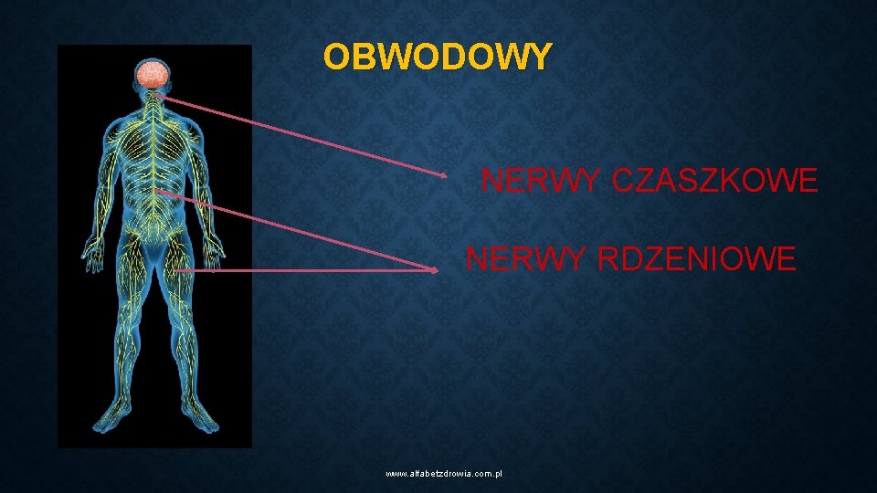 OBWODOWY NERWY CZASZKOWE NERWY RDZENIOWE www. alfabetzdrowia. com. pl 