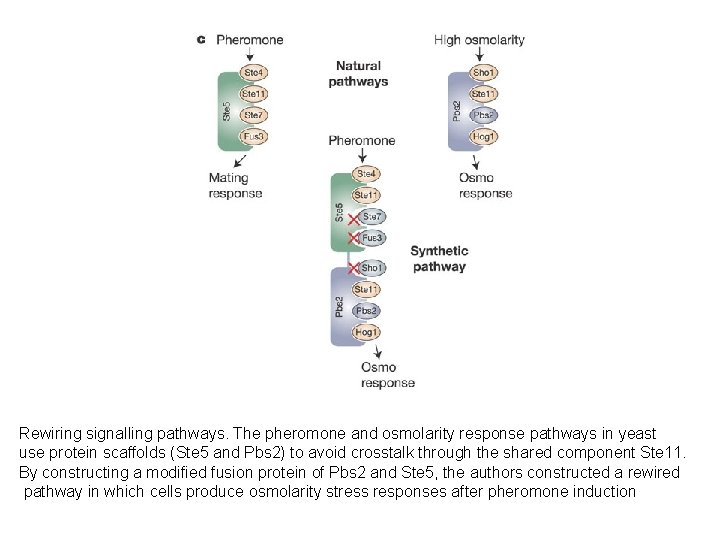 Rewiring signalling pathways. The pheromone and osmolarity response pathways in yeast use protein scaffolds