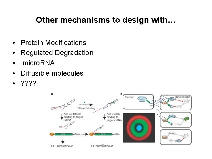 Other mechanisms to design with… • • • Protein Modifications Regulated Degradation micro. RNA