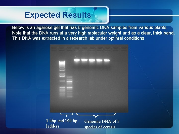 Expected Results Below is an agarose gel that has 5 genomic DNA samples from