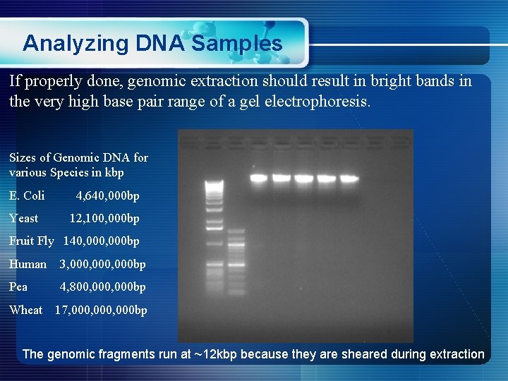 Analyzing DNA Samples If properly done, genomic extraction should result in bright bands in
