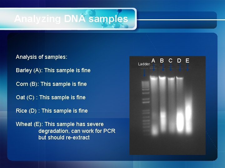 Analyzing DNA samples Analysis of samples: Ladder Barley (A): This sample is fine Corn