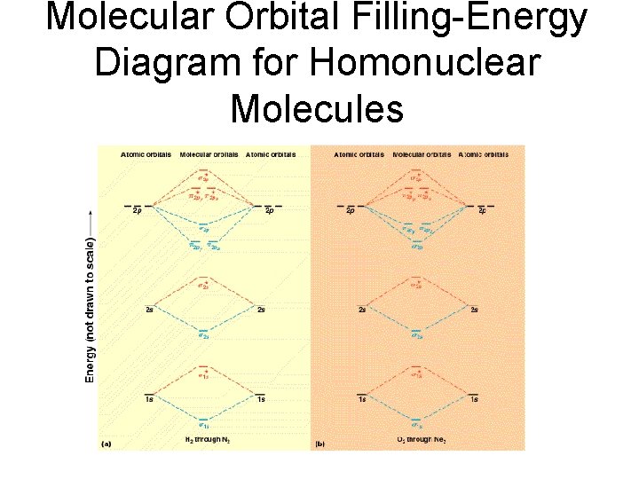 Molecular Orbital Filling-Energy Diagram for Homonuclear Molecules 