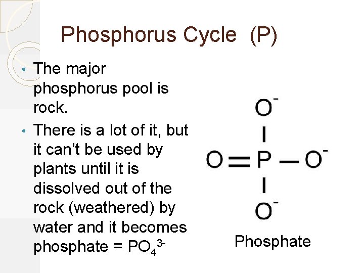 Phosphorus Cycle (P) The major phosphorus pool is rock. • There is a lot