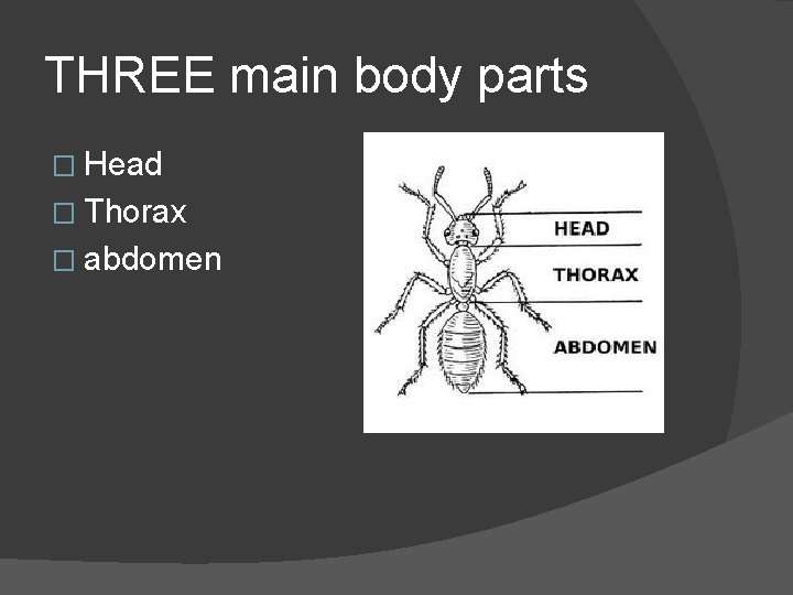 THREE main body parts � Head � Thorax � abdomen 