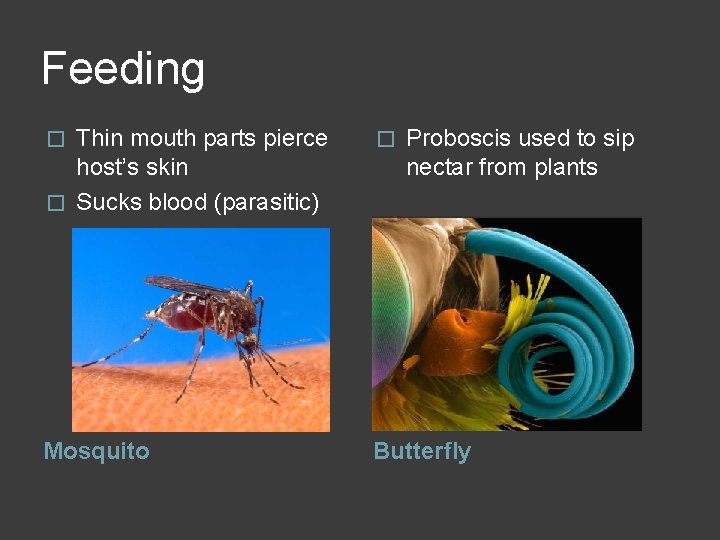 Feeding Proboscis used to sip nectar from plants � Thin mouth parts pierce host’s