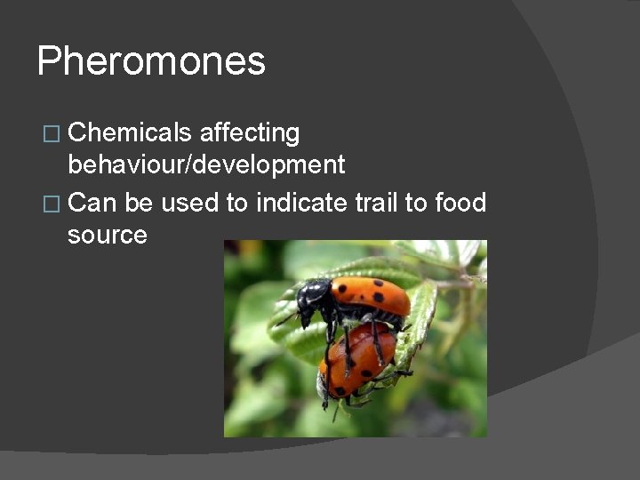 Pheromones � Chemicals affecting behaviour/development � Can be used to indicate trail to food