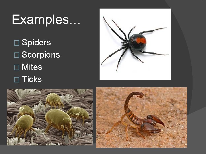 Examples… � Spiders � Scorpions � Mites � Ticks 