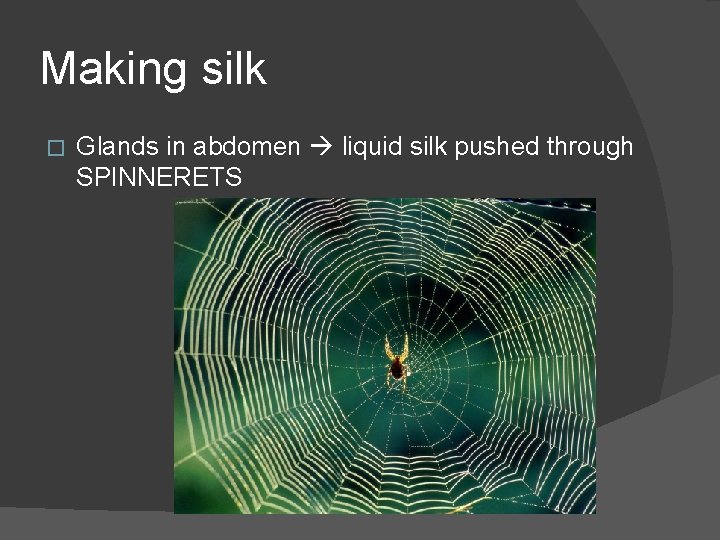 Making silk � Glands in abdomen liquid silk pushed through SPINNERETS 