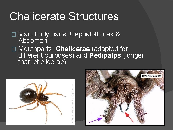 Chelicerate Structures Main body parts: Cephalothorax & Abdomen � Mouthparts: Chelicerae (adapted for different
