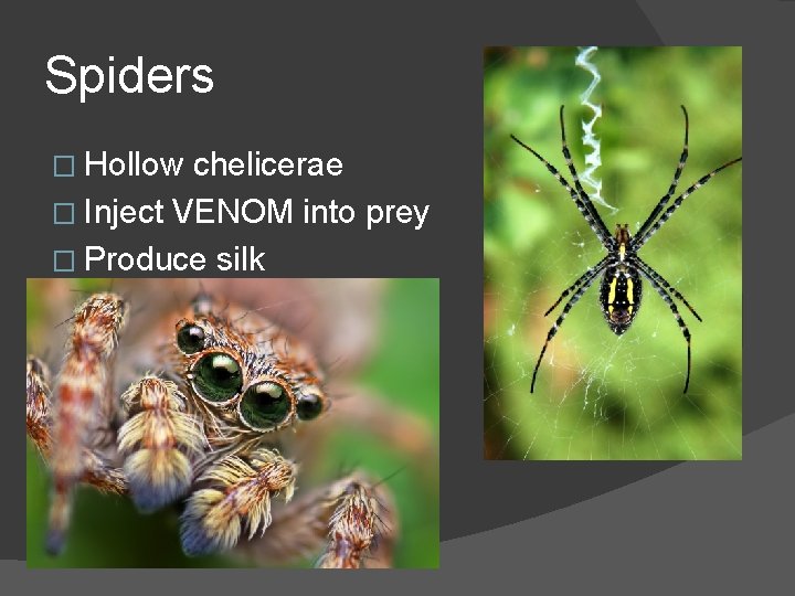 Spiders � Hollow chelicerae � Inject VENOM into prey � Produce silk 