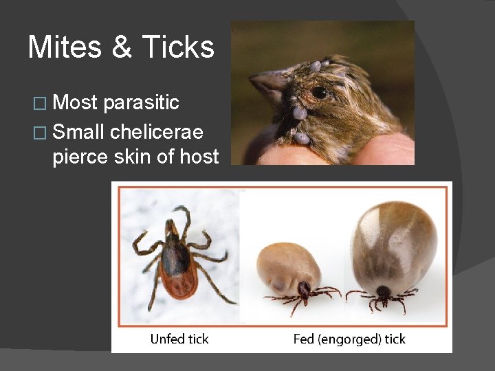 Mites & Ticks � Most parasitic � Small chelicerae pierce skin of host 