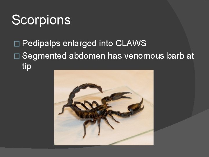 Scorpions � Pedipalps enlarged into CLAWS � Segmented abdomen has venomous barb at tip