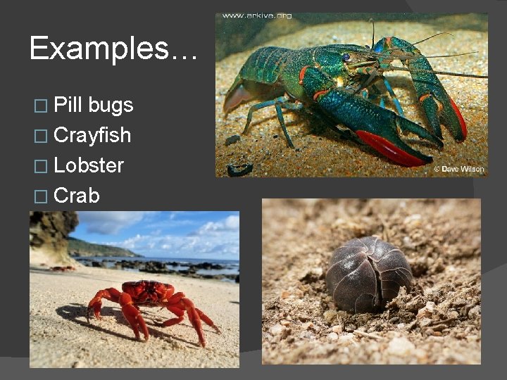 Examples… � Pill bugs � Crayfish � Lobster � Crab 