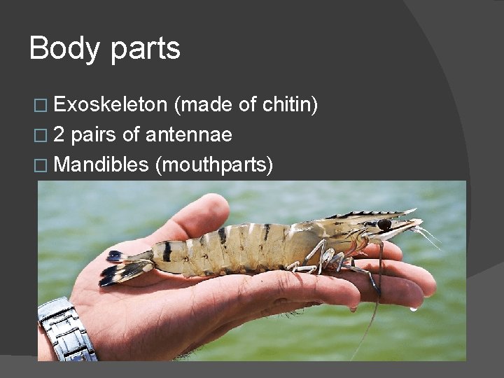 Body parts � Exoskeleton (made of chitin) � 2 pairs of antennae � Mandibles