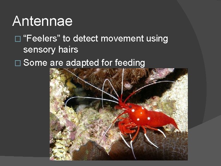 Antennae � “Feelers” to detect movement using sensory hairs � Some are adapted for