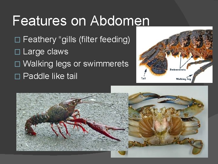 Features on Abdomen Feathery “gills (filter feeding) � Large claws � Walking legs or
