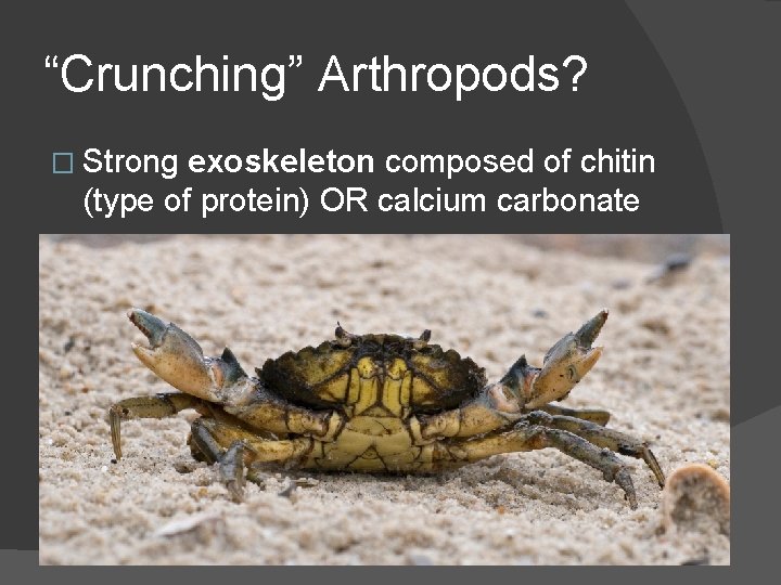 “Crunching” Arthropods? � Strong exoskeleton composed of chitin (type of protein) OR calcium carbonate