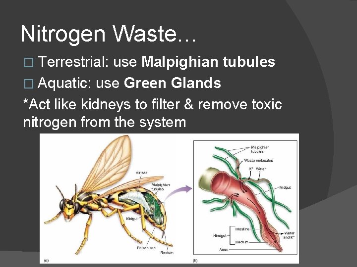 Nitrogen Waste… � Terrestrial: use Malpighian tubules � Aquatic: use Green Glands *Act like