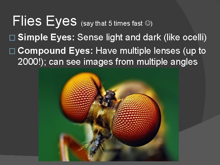Flies Eyes (say that 5 times fast ) � Simple Eyes: Sense light and
