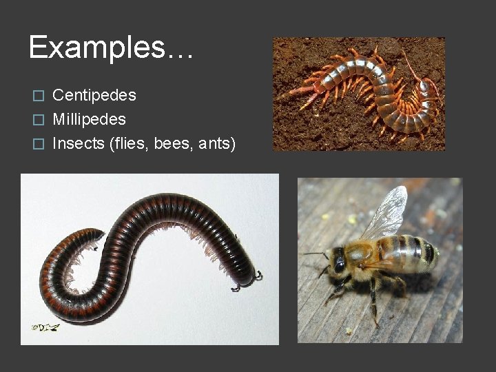 Examples… Centipedes � Millipedes � Insects (flies, bees, ants) � 