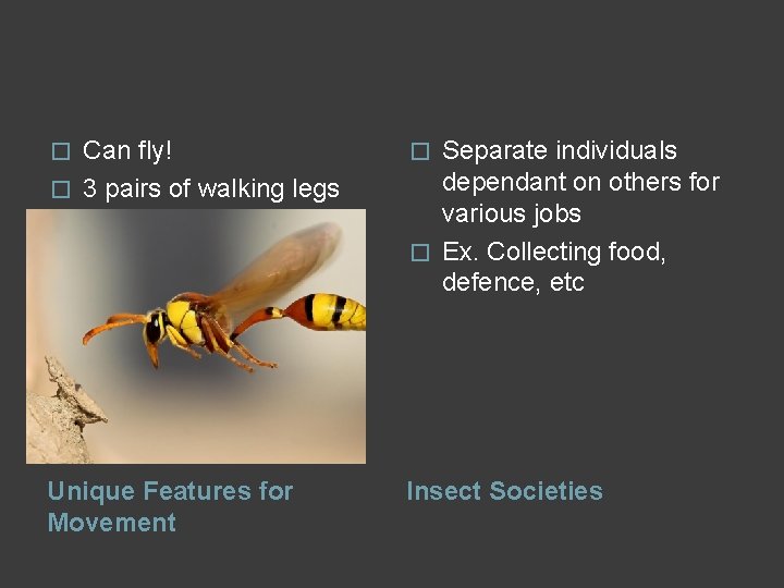 Separate individuals dependant on others for various jobs � Ex. Collecting food, defence, etc