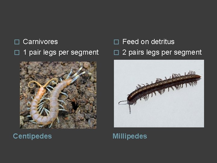 � Carnivores � 1 pair legs per segment � Feed on detritus � 2