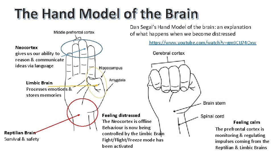 The Hand Model of the Brain Dan Segal’s Hand Model of the brain: an