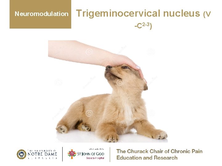 Neuromodulation Trigeminocervical nucleus (V -C 2 -3) 