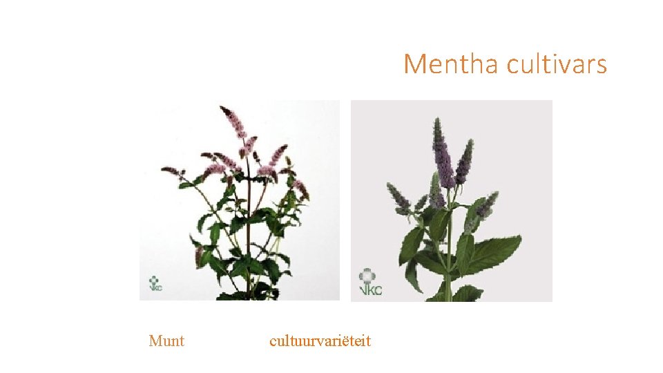 Mentha cultivars Munt cultuurvariëteit 