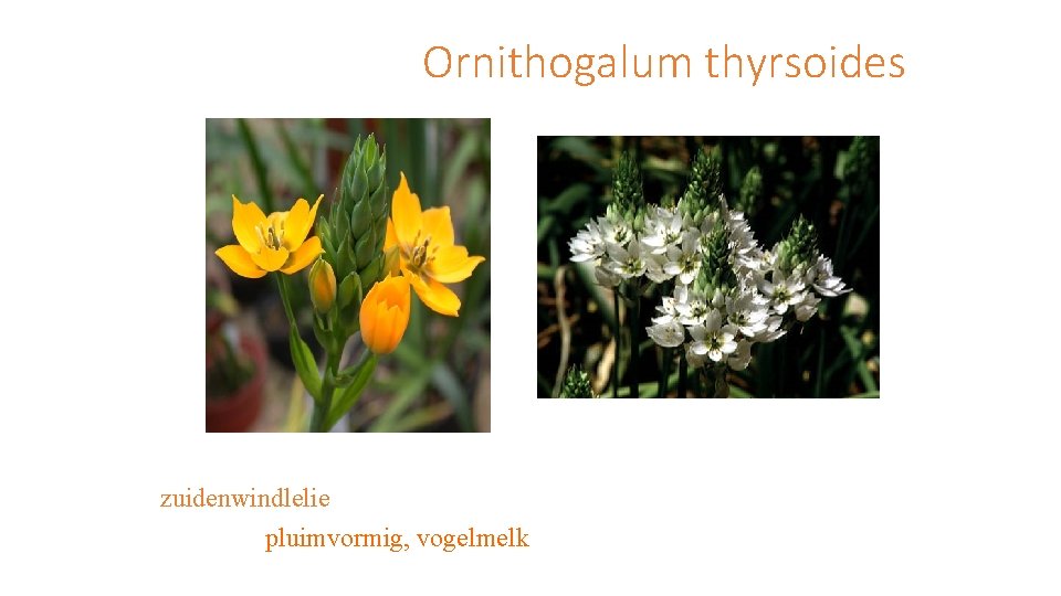 Ornithogalum thyrsoides zuidenwindlelie pluimvormig, vogelmelk 