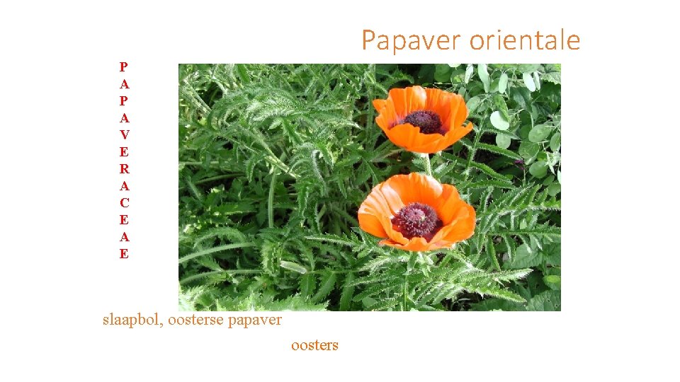 Papaver orientale P A V E R A C E A E slaapbol, oosterse