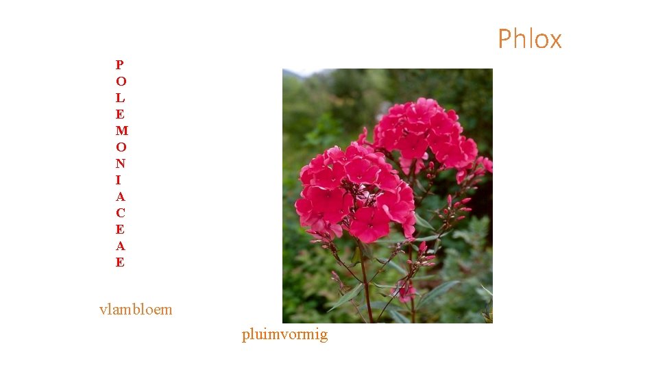 Phlox P O L E M O N I A C E A E