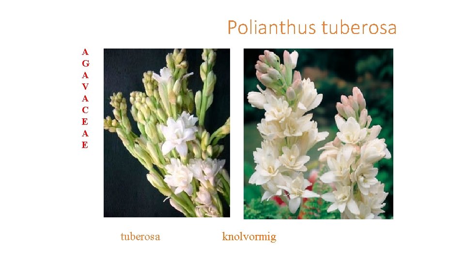 Polianthus tuberosa A G A V A C E A E tuberosa knolvormig 