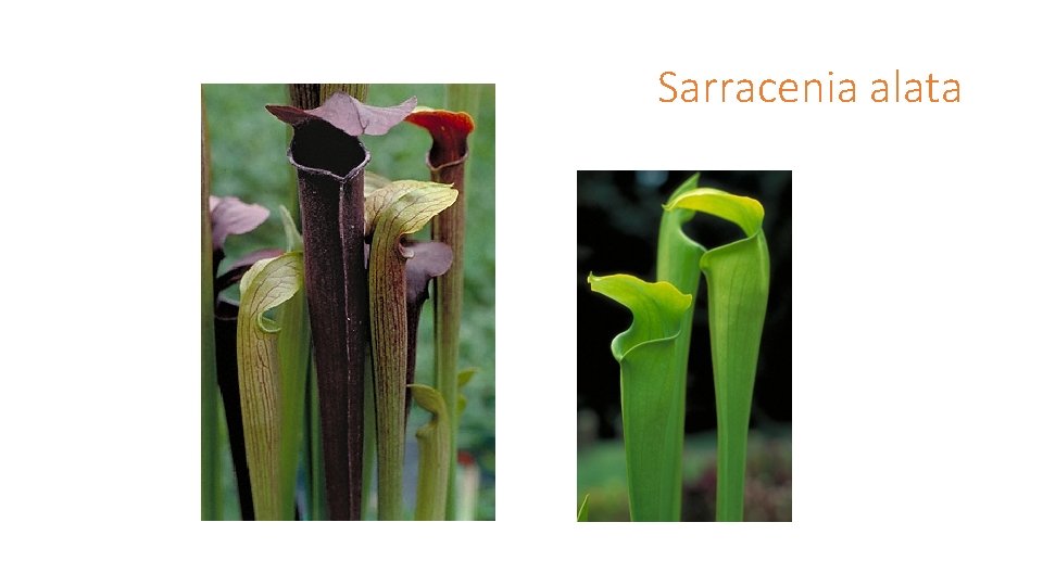 Sarracenia alata 