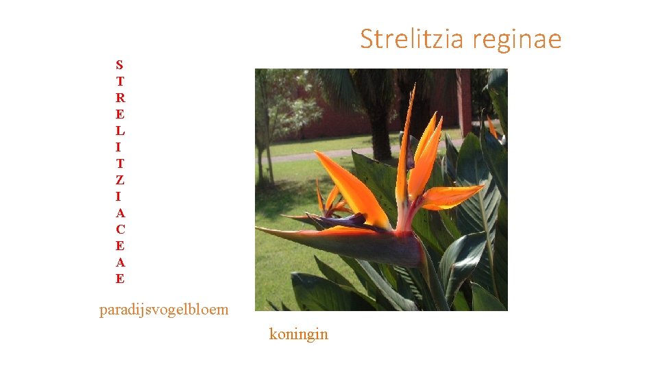 Strelitzia reginae S T R E L I T Z I A C E