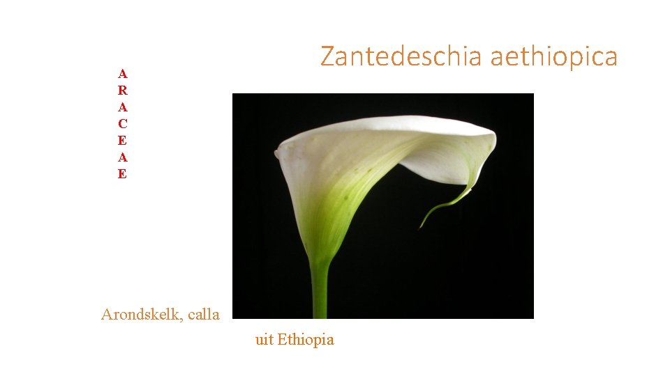 A R A C E A E Zantedeschia aethiopica Arondskelk, calla uit Ethiopia 