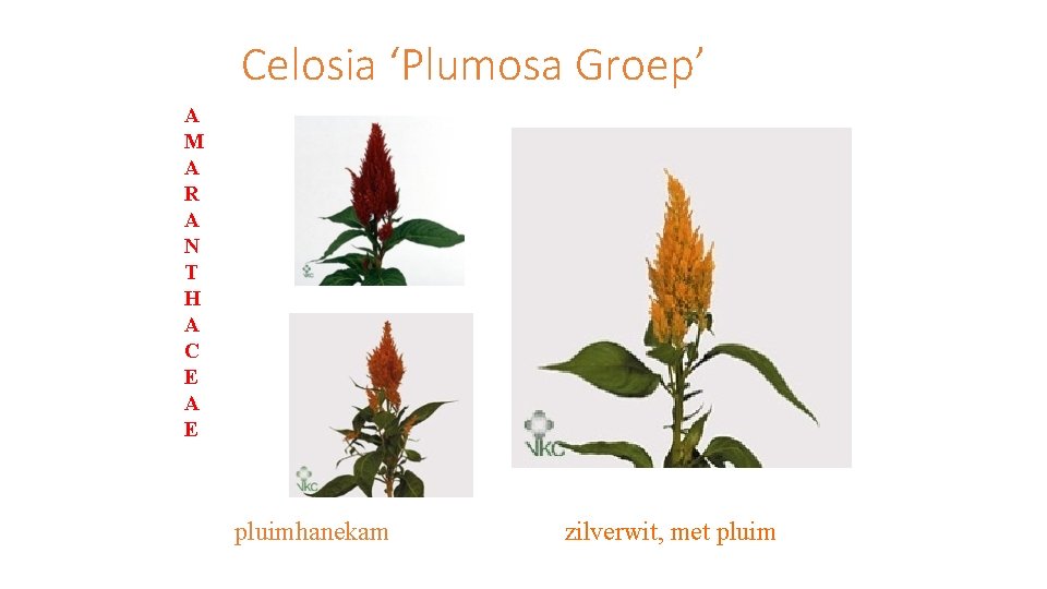 Celosia ‘Plumosa Groep’ A M A R A N T H A C E