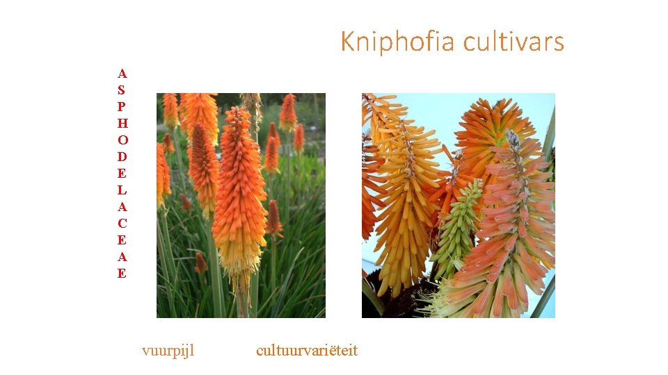 Kniphofia cultivars A S P H O D E L A C E A