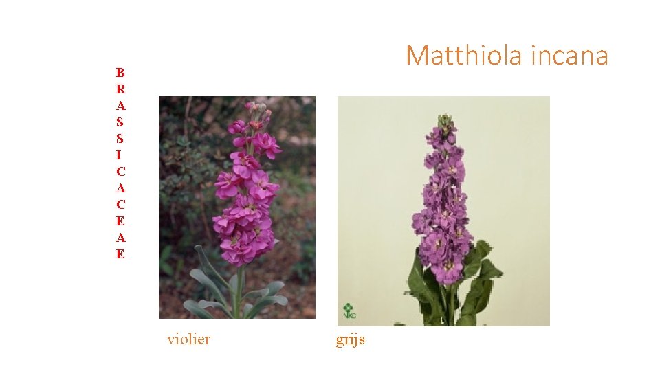 Matthiola incana B R A S S I C A C E A E