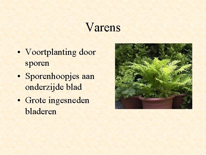 Varens • Voortplanting door sporen • Sporenhoopjes aan onderzijde blad • Grote ingesneden bladeren