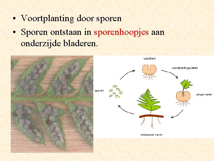  • Voortplanting door sporen • Sporen ontstaan in sporenhoopjes aan onderzijde bladeren. 