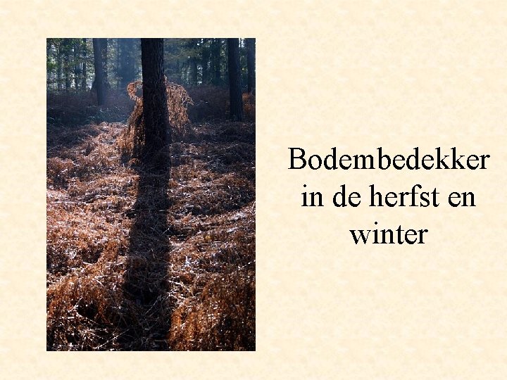 Bodembedekker in de herfst en winter 