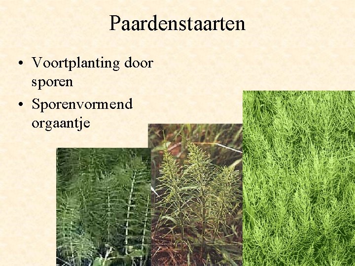 Paardenstaarten • Voortplanting door sporen • Sporenvormend orgaantje 