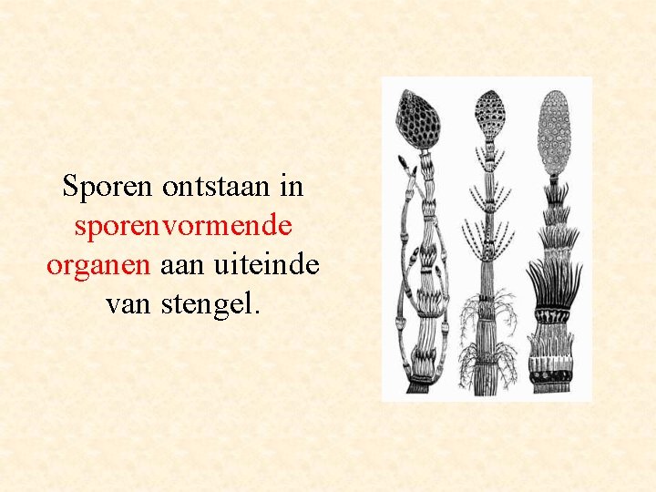 Sporen ontstaan in sporenvormende organen aan uiteinde van stengel. 