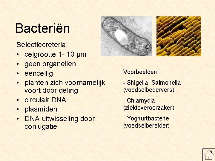 Bacteriën Selectiecreteria: • celgrootte 1 - 10 μm • geen organellen • eencellig •