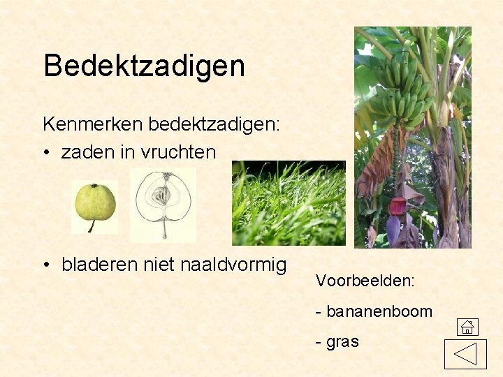 Bedektzadigen Kenmerken bedektzadigen: • zaden in vruchten • bladeren niet naaldvormig Voorbeelden: - bananenboom