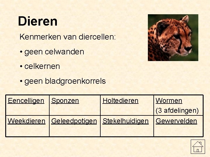 Dieren Kenmerken van diercellen: • geen celwanden • celkernen • geen bladgroenkorrels Eencelligen Sponzen